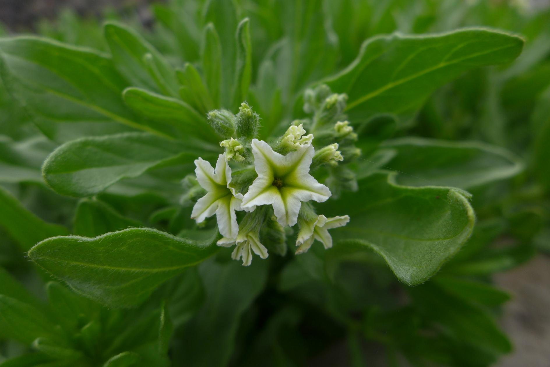 모래지치 이미지