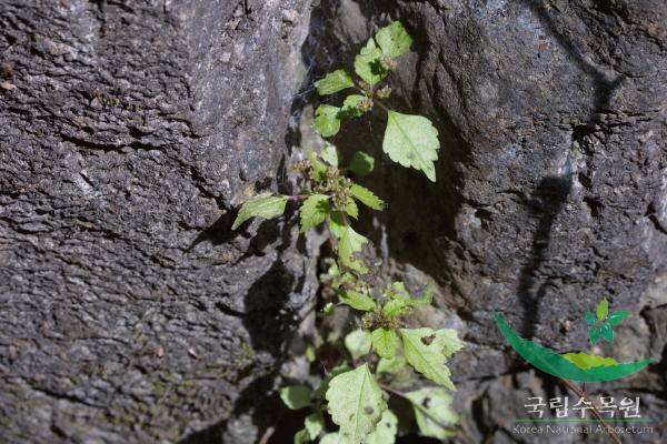 모시물통이 이미지