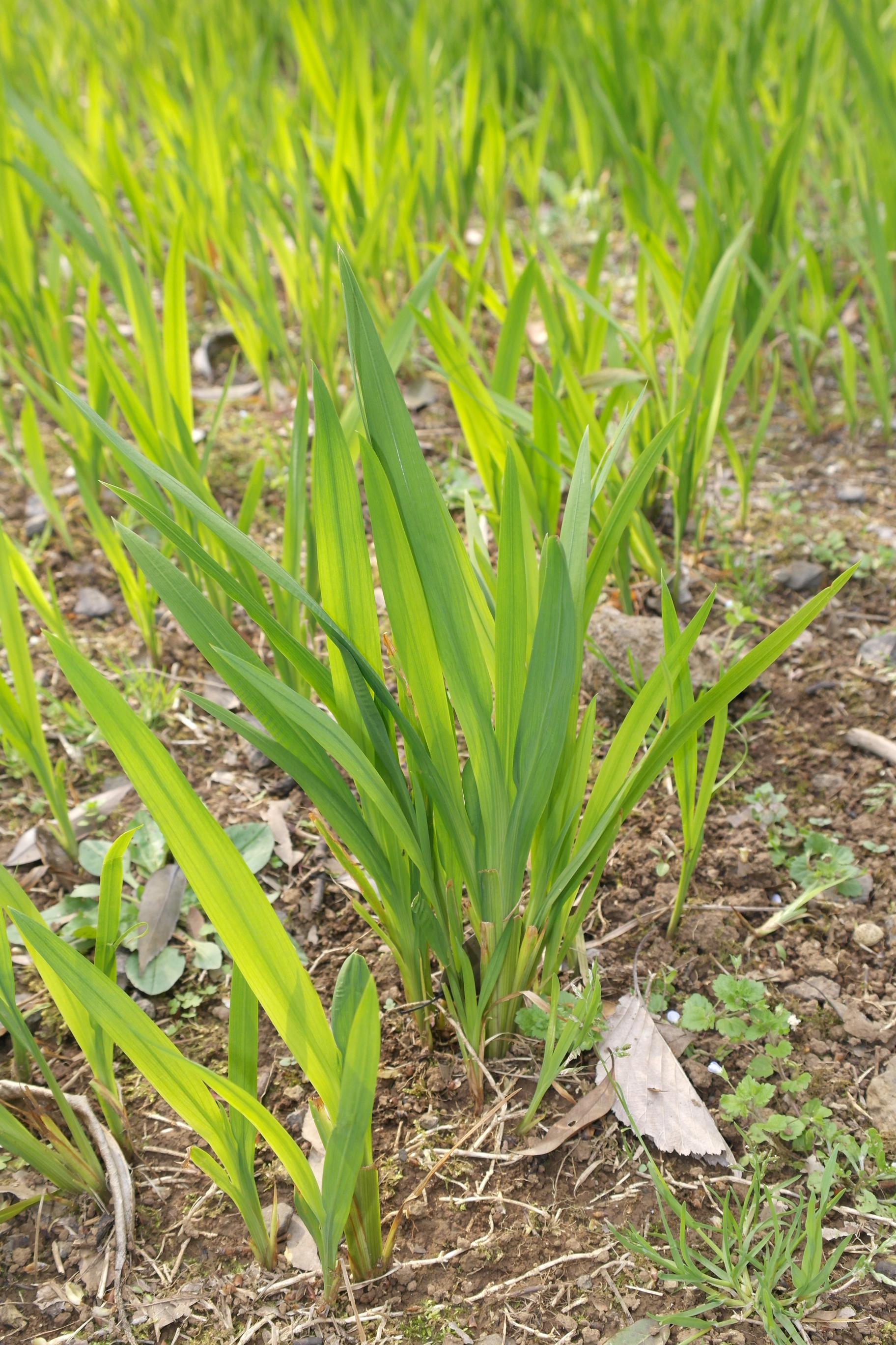 몬트부레치아 이미지