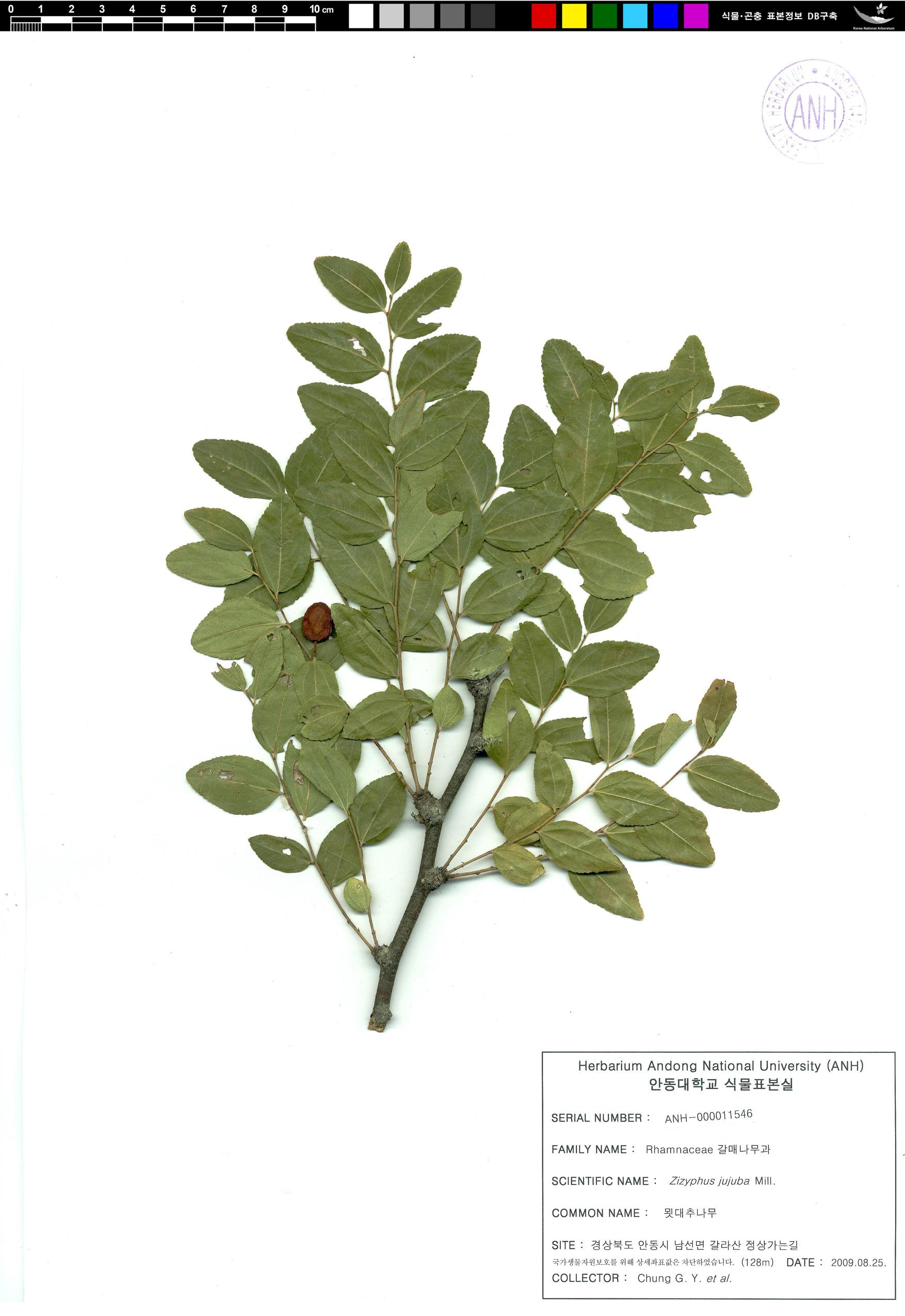 묏대추나무 이미지