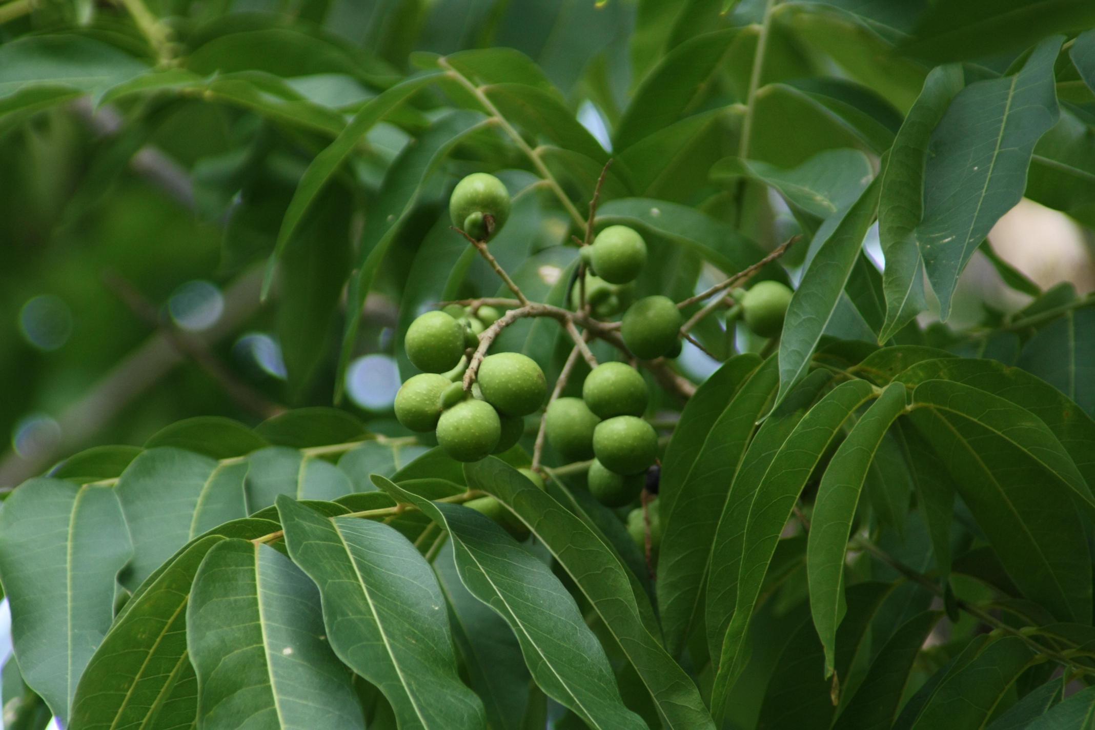 무환자나무 이미지