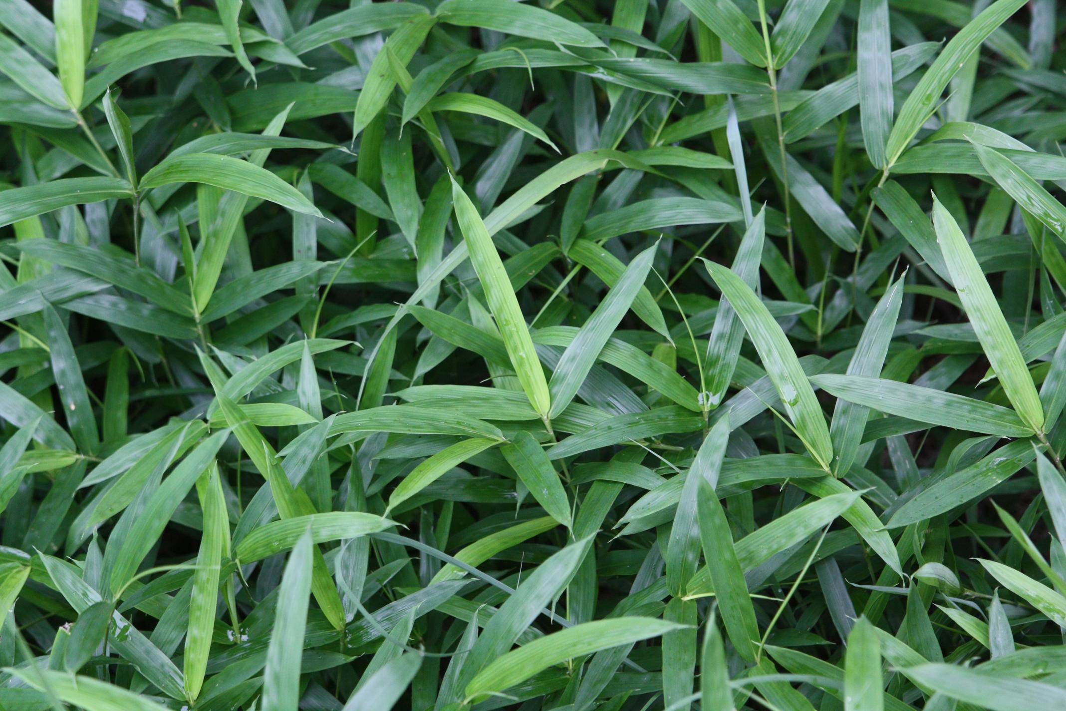 문수조릿대 이미지