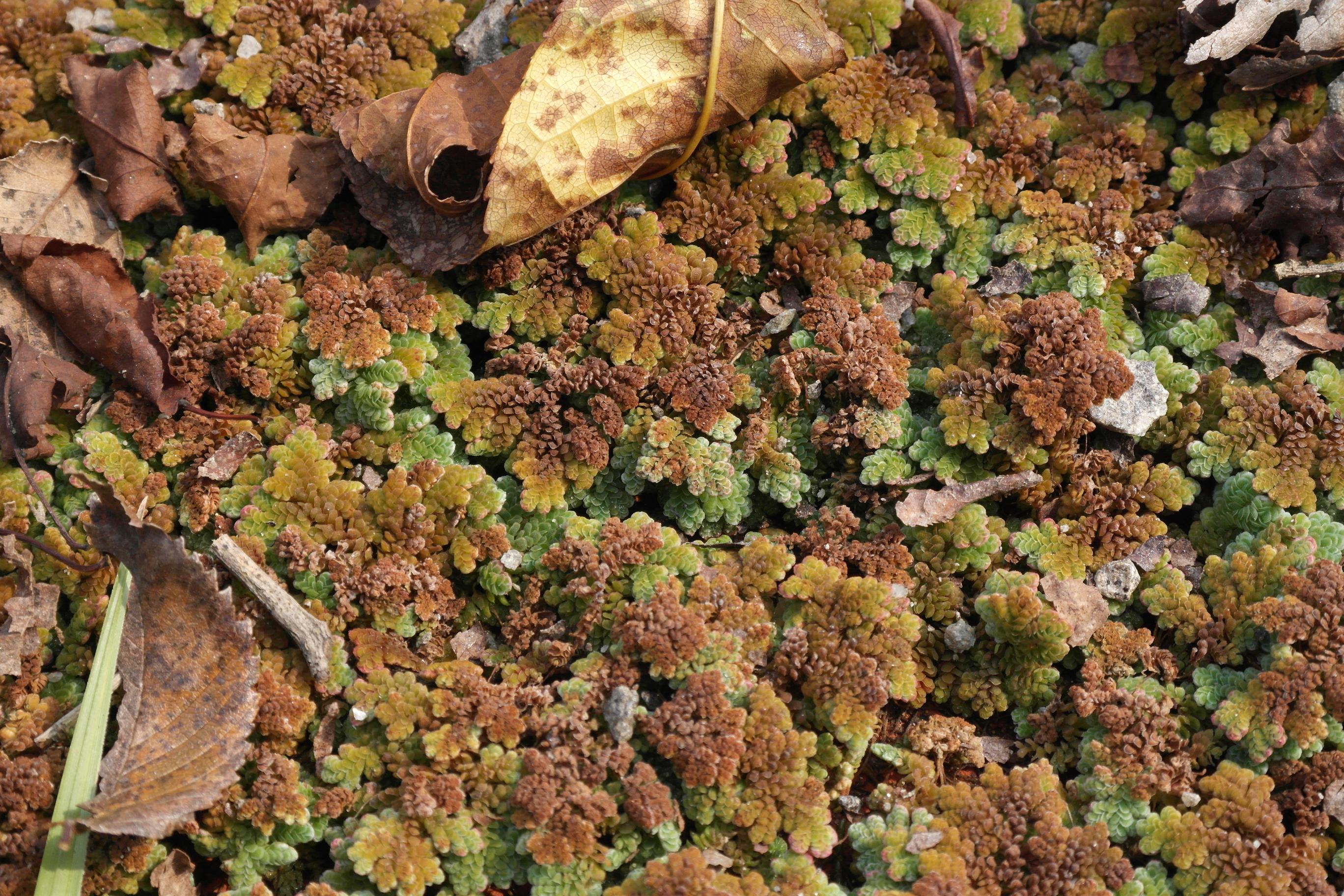 물개구리밥 이미지