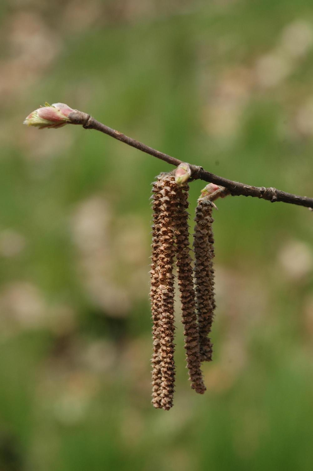 물개암나무 이미지