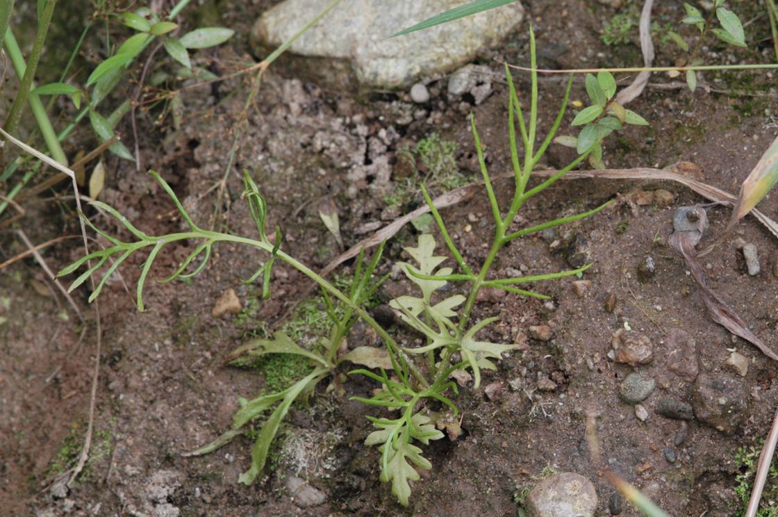 물고사리 이미지