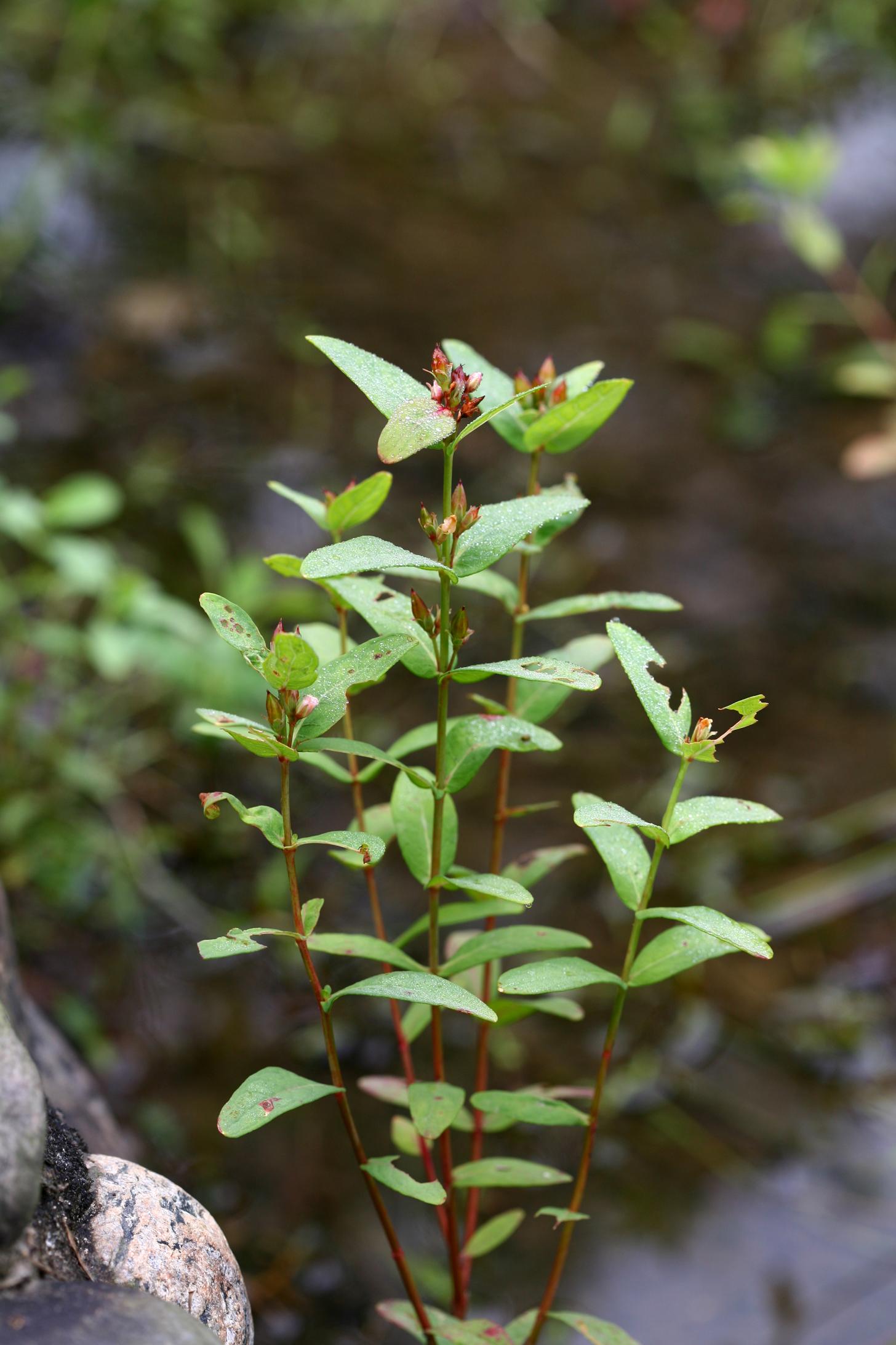 물고추나물 이미지