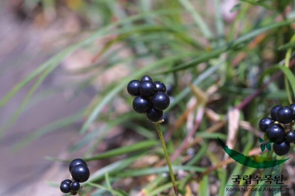 개맥문동 이미지