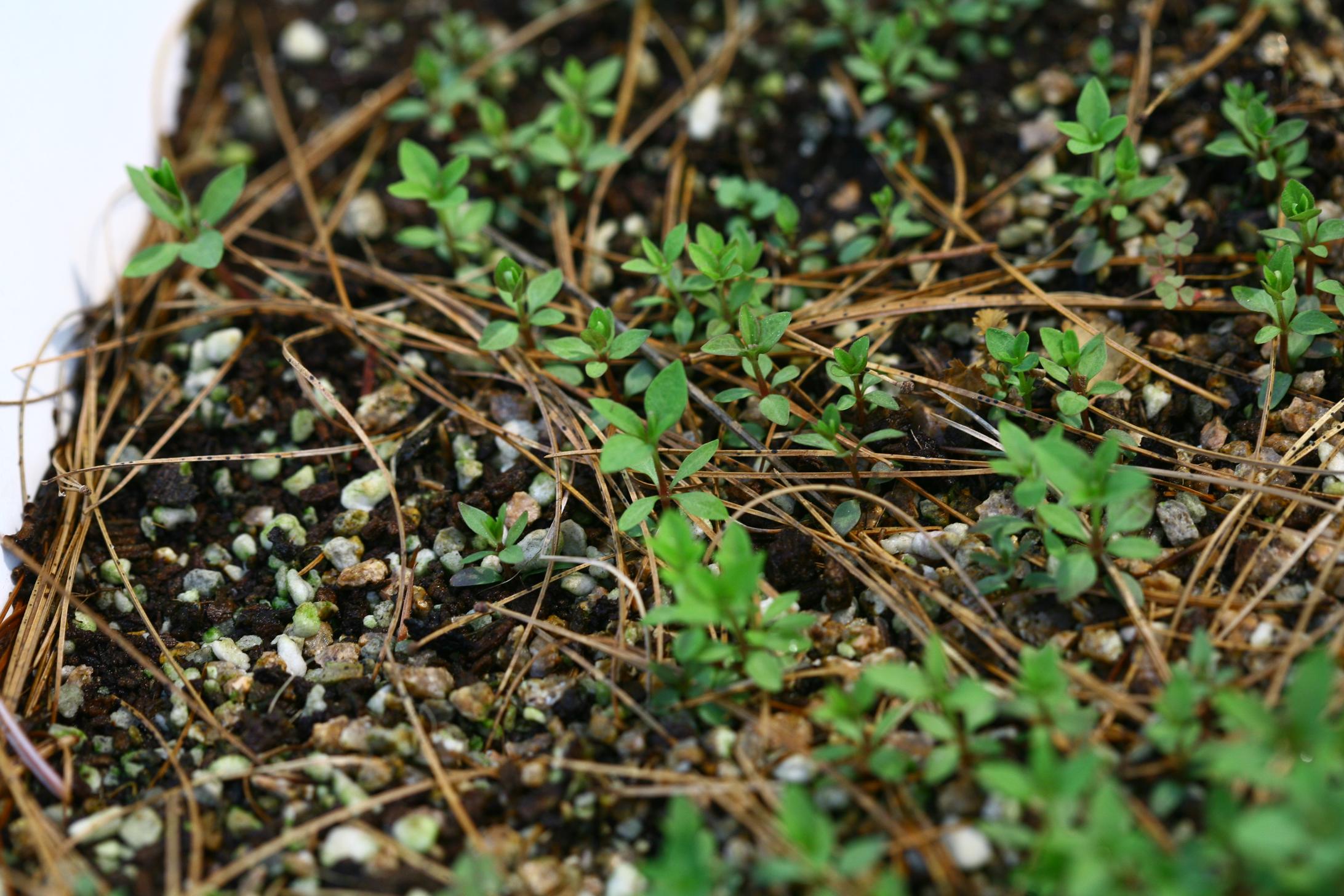 갈퀴아재비 이미지
