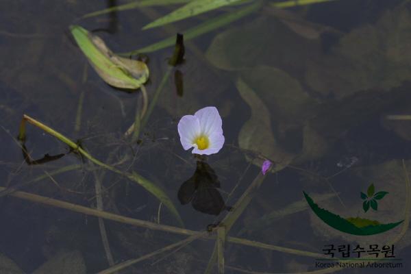 물질경이 이미지