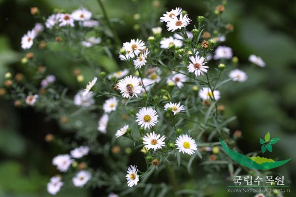 미국쑥부쟁이 이미지