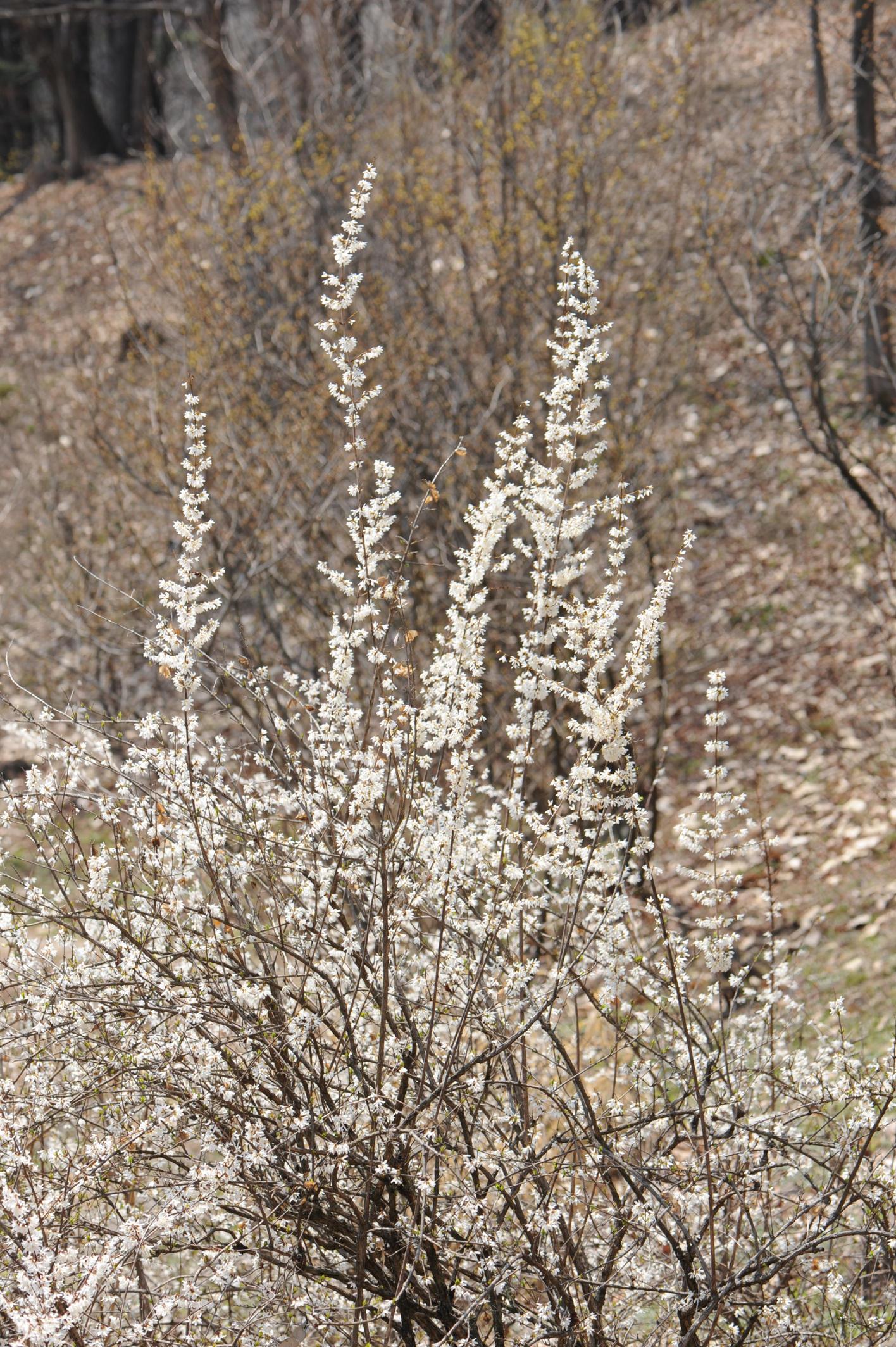 미선나무 이미지