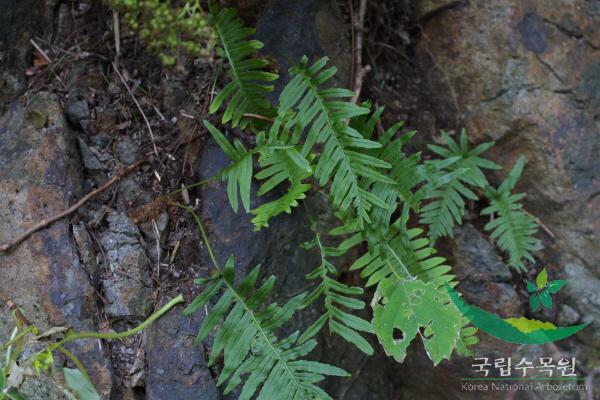 미역고사리 이미지