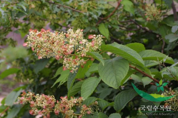 미역줄나무 이미지