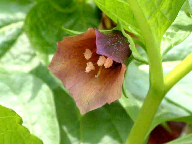 미치광이풀 이미지