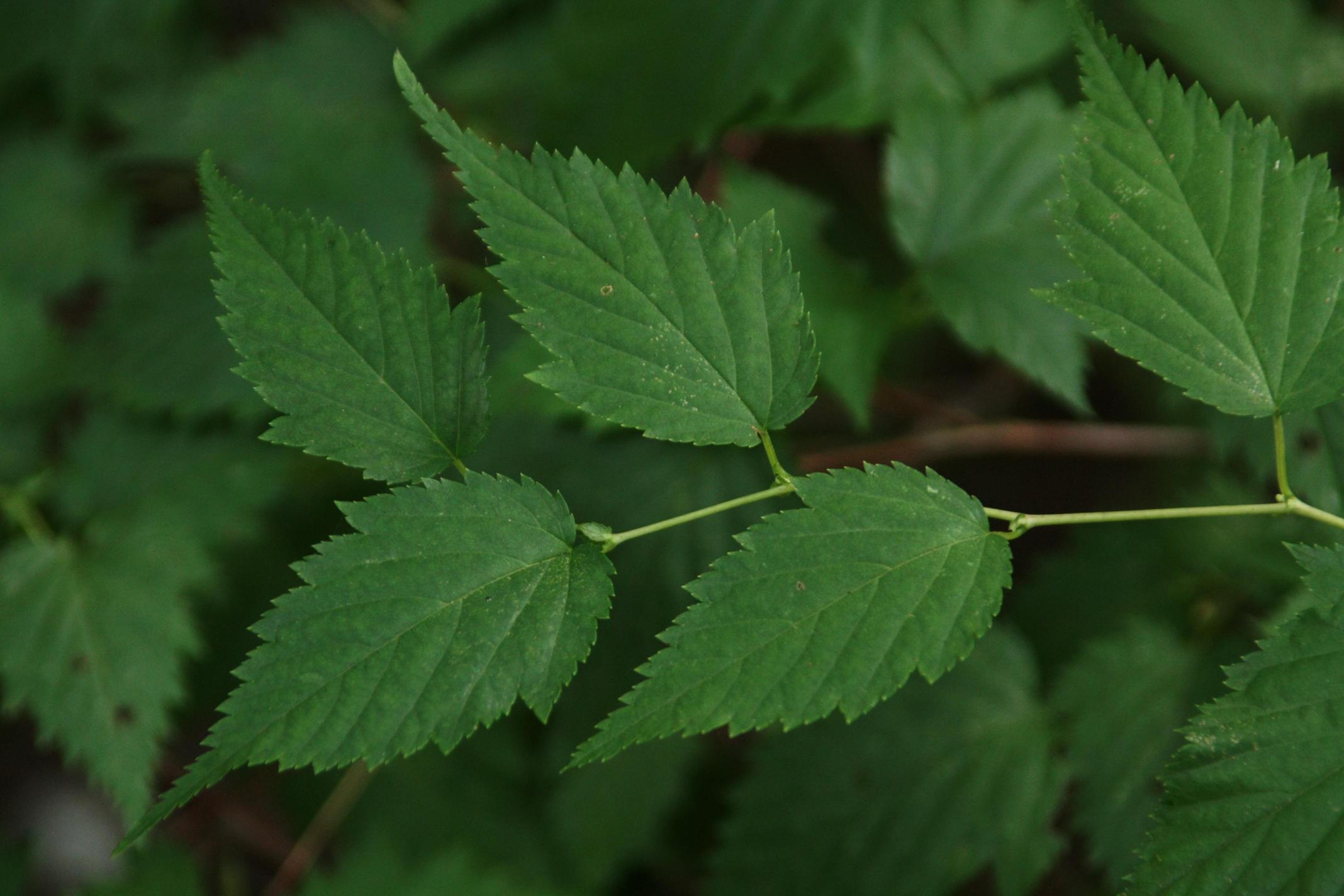 민나도국수나무 이미지