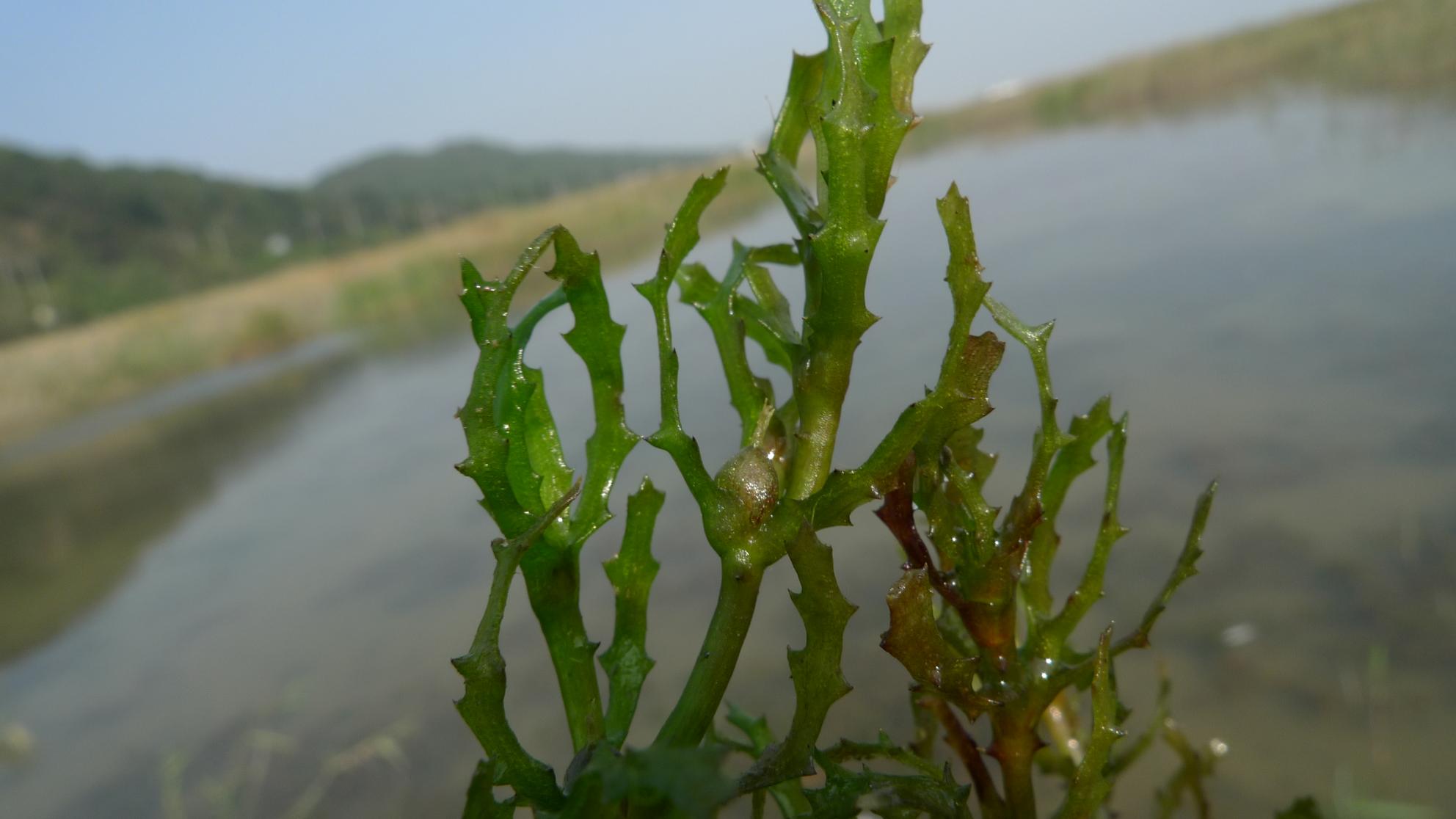 민나자스말 이미지