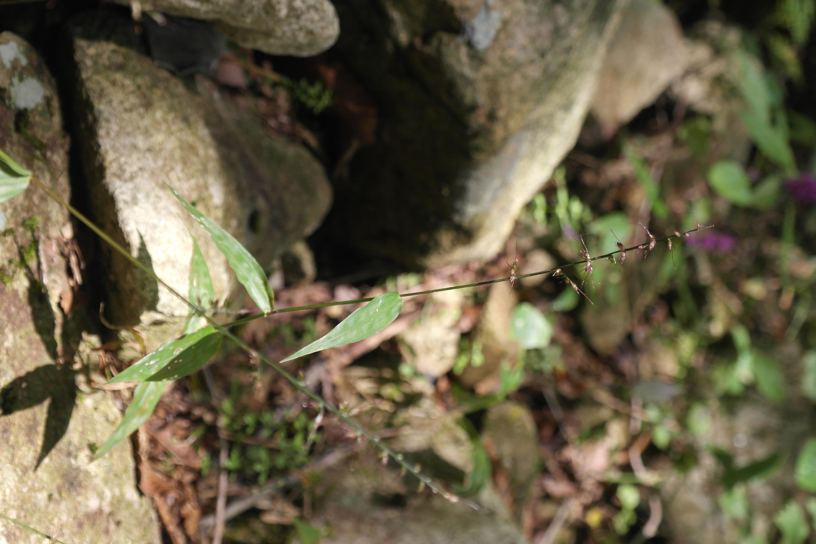 민주름조개풀 이미지