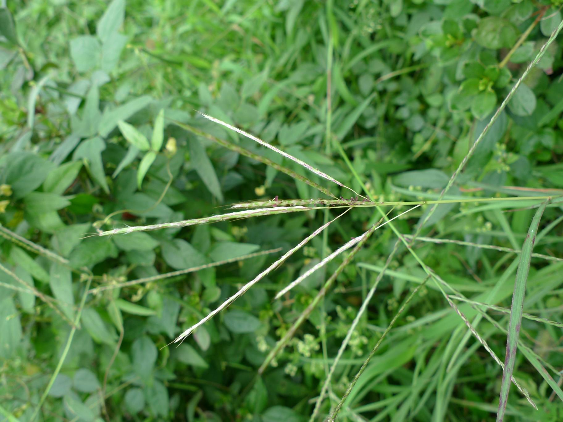 바랭이새 이미지