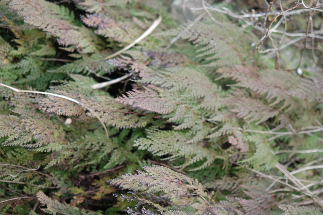 바위고사리 이미지