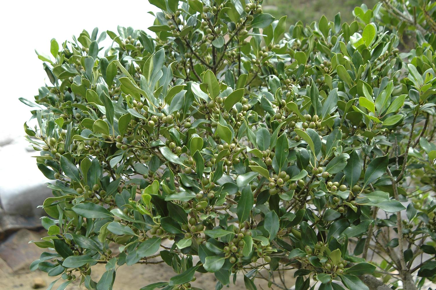 감탕나무 이미지