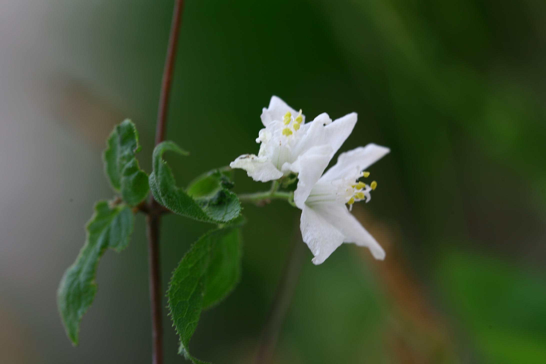 바위말발도리 이미지