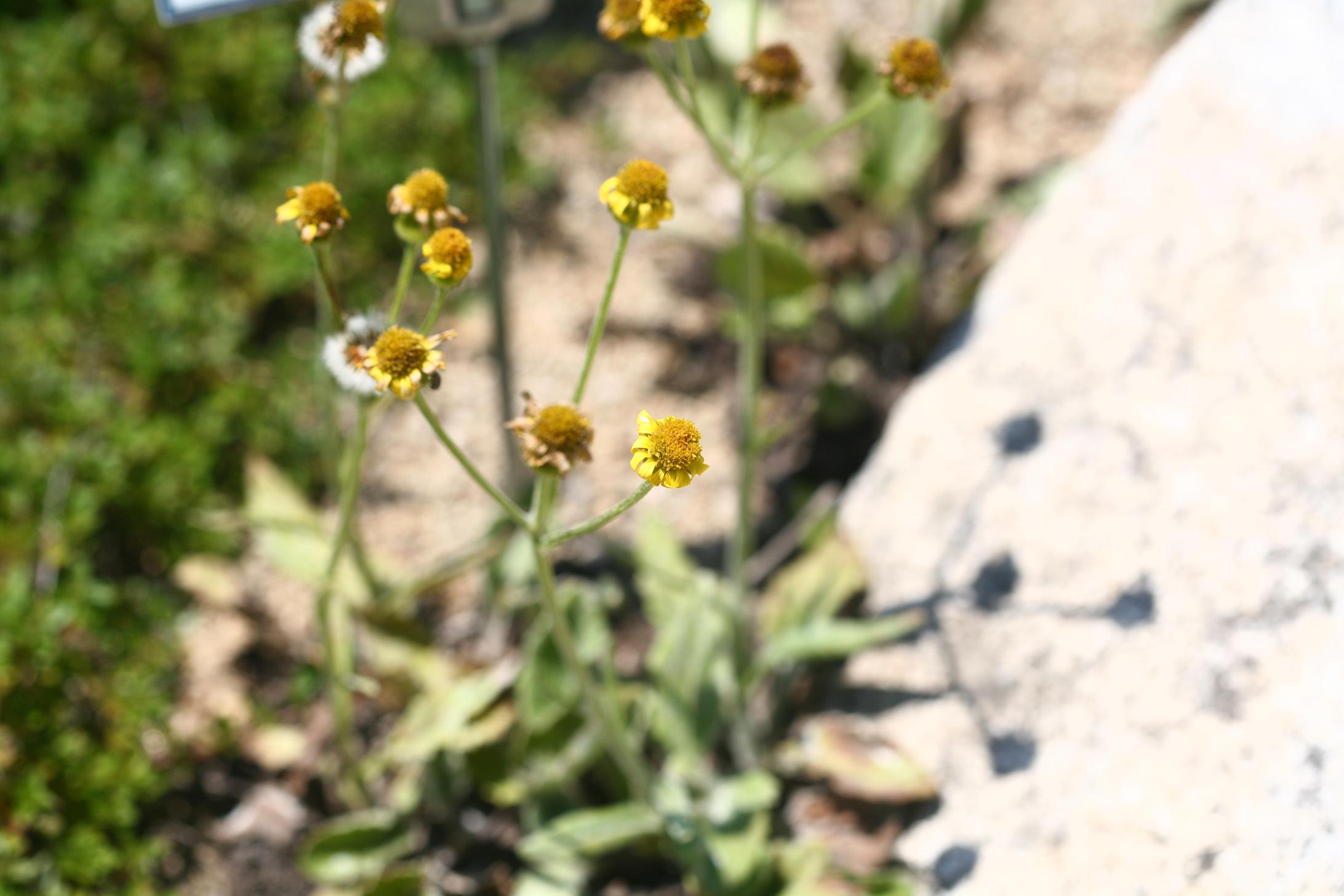 바위솜나물 이미지