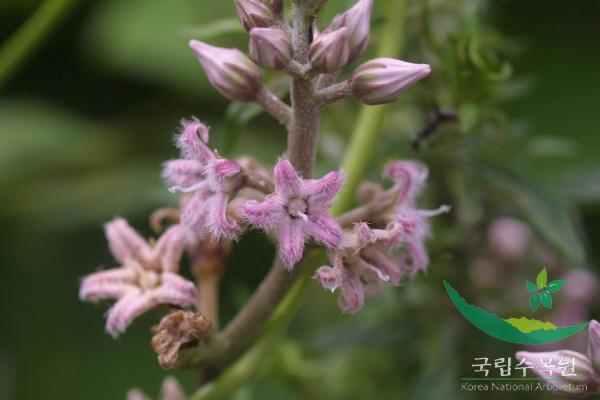 박주가리 이미지