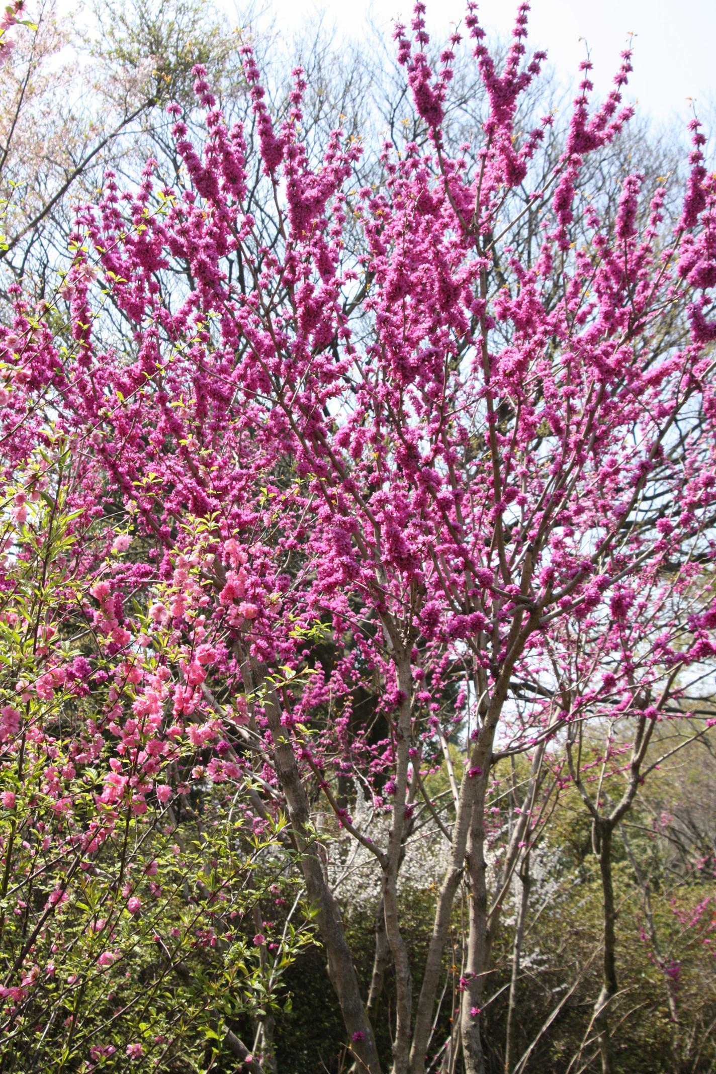 박태기나무 이미지