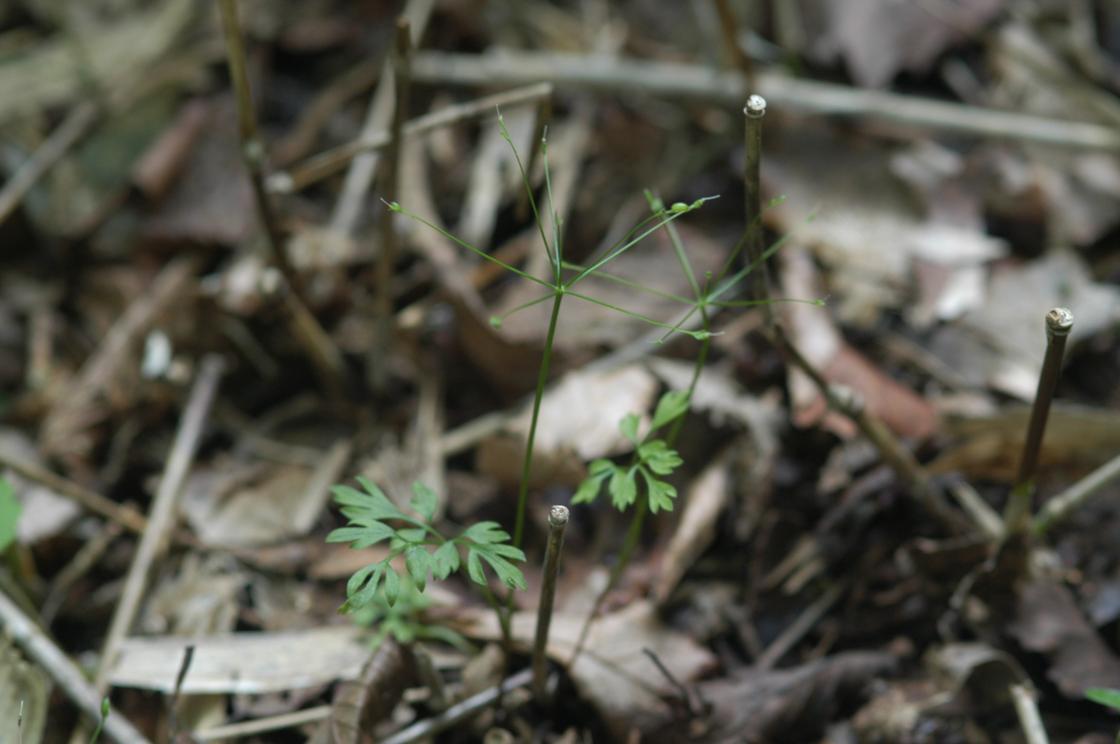 반디미나리 이미지