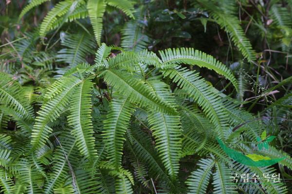 발풀고사리 이미지