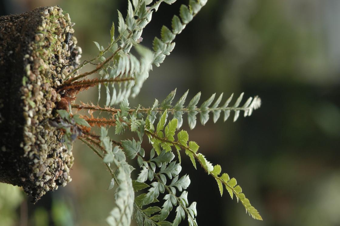 가시개관중 이미지