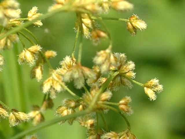 방울고랭이 이미지