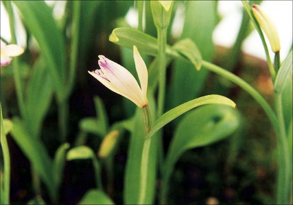 방울새란 이미지