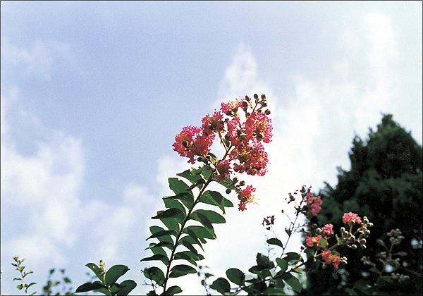 배롱나무 이미지