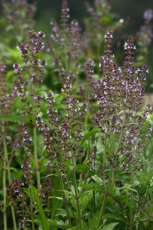 배암차즈기 이미지