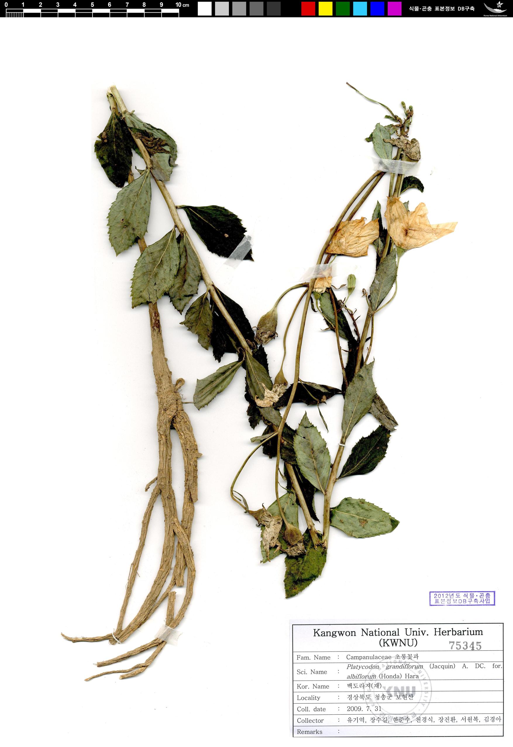 백도라지 이미지