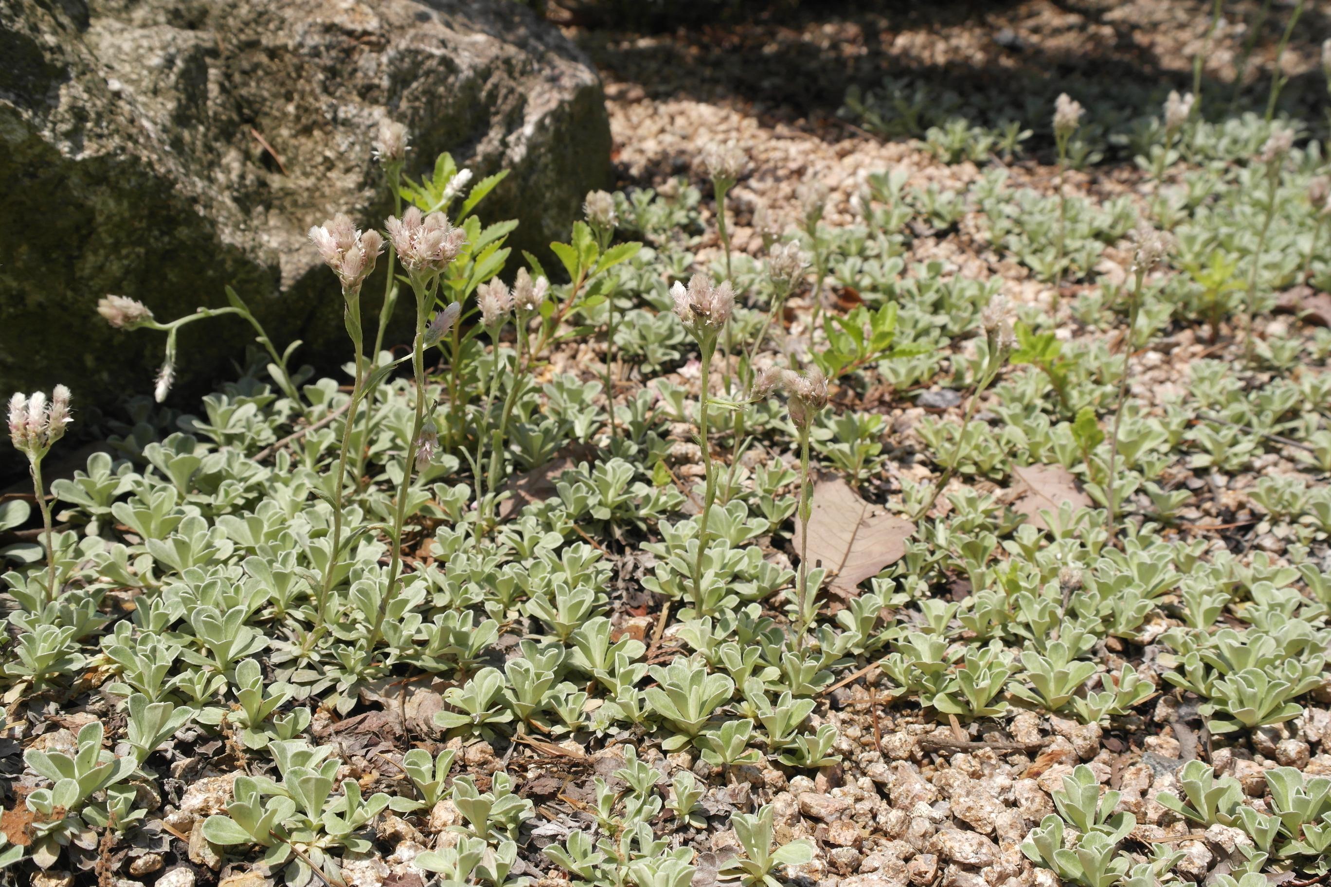 백두산떡쑥 이미지