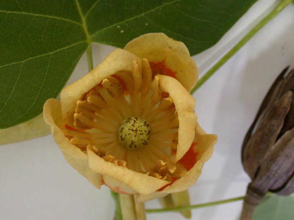 백합나무 이미지