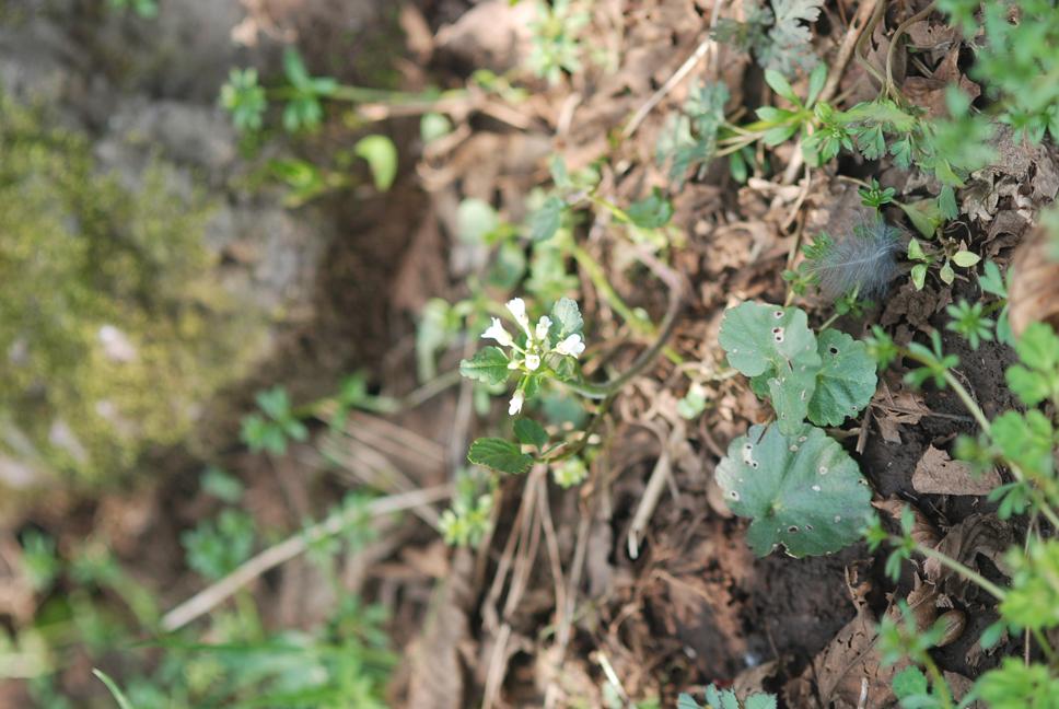 벌깨냉이 이미지