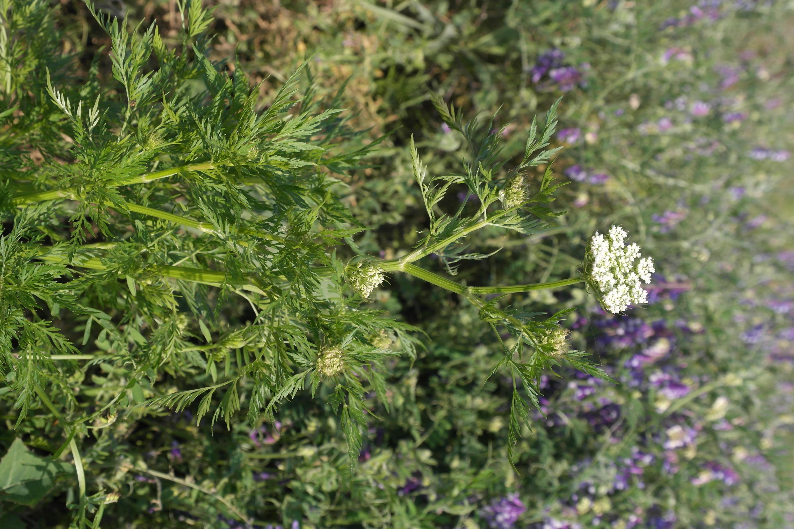 벌사상자 이미지