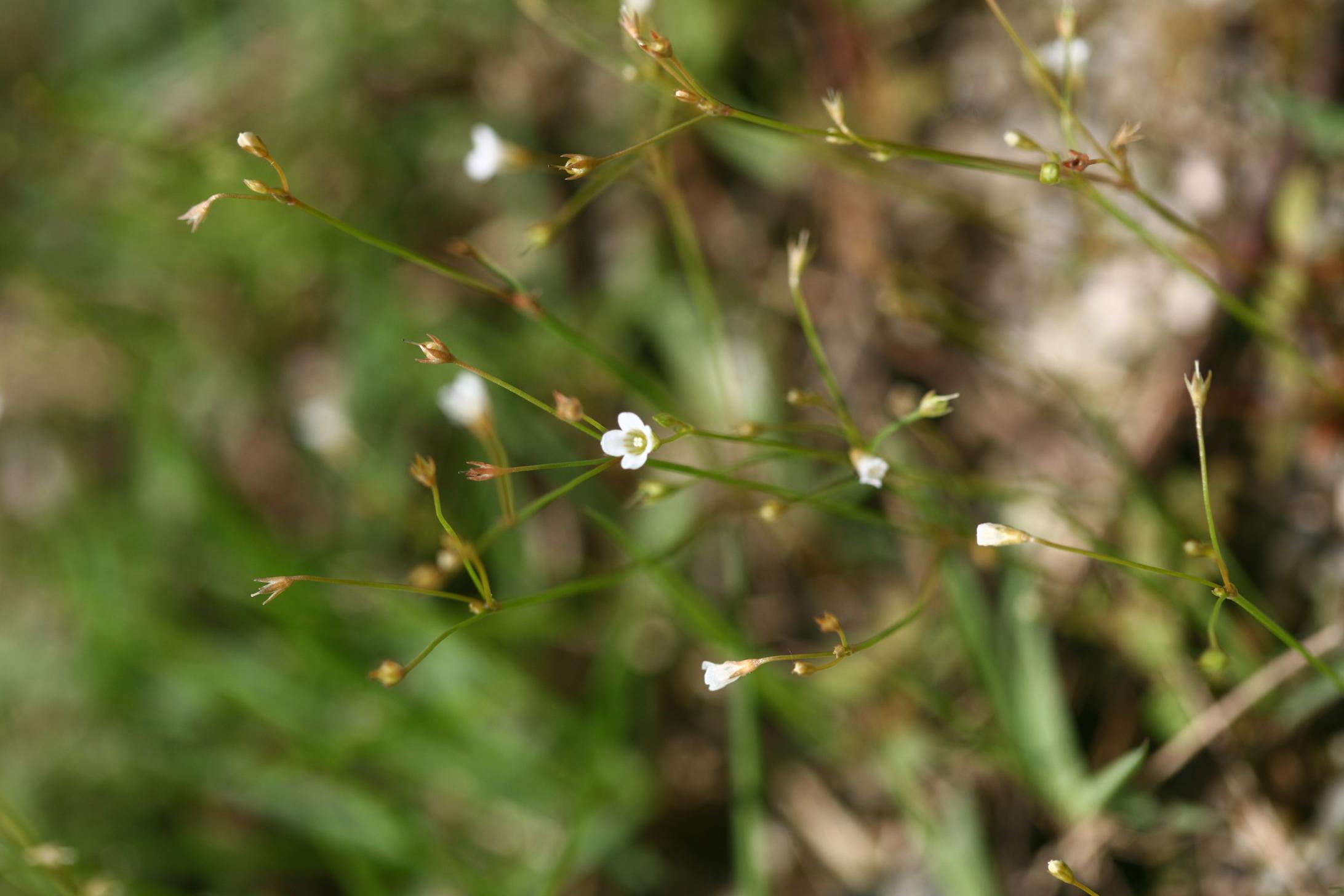 벼룩아재비 이미지