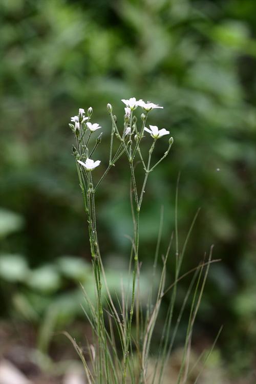 벼룩이울타리 이미지