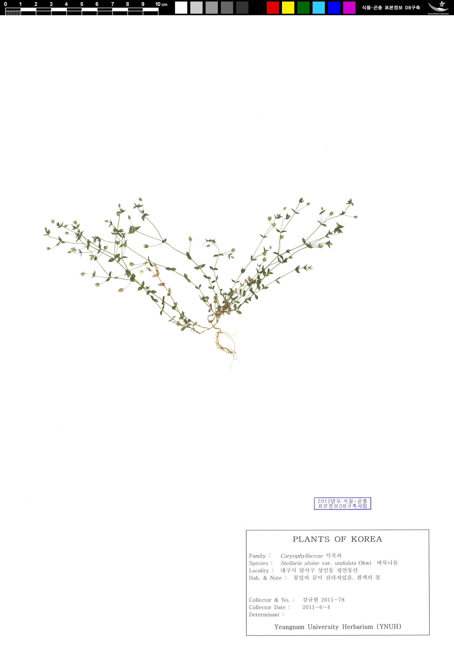 벼룩이자리 이미지