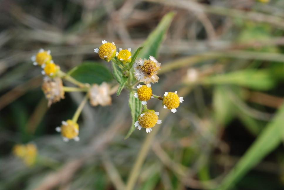 별꽃아재비 이미지