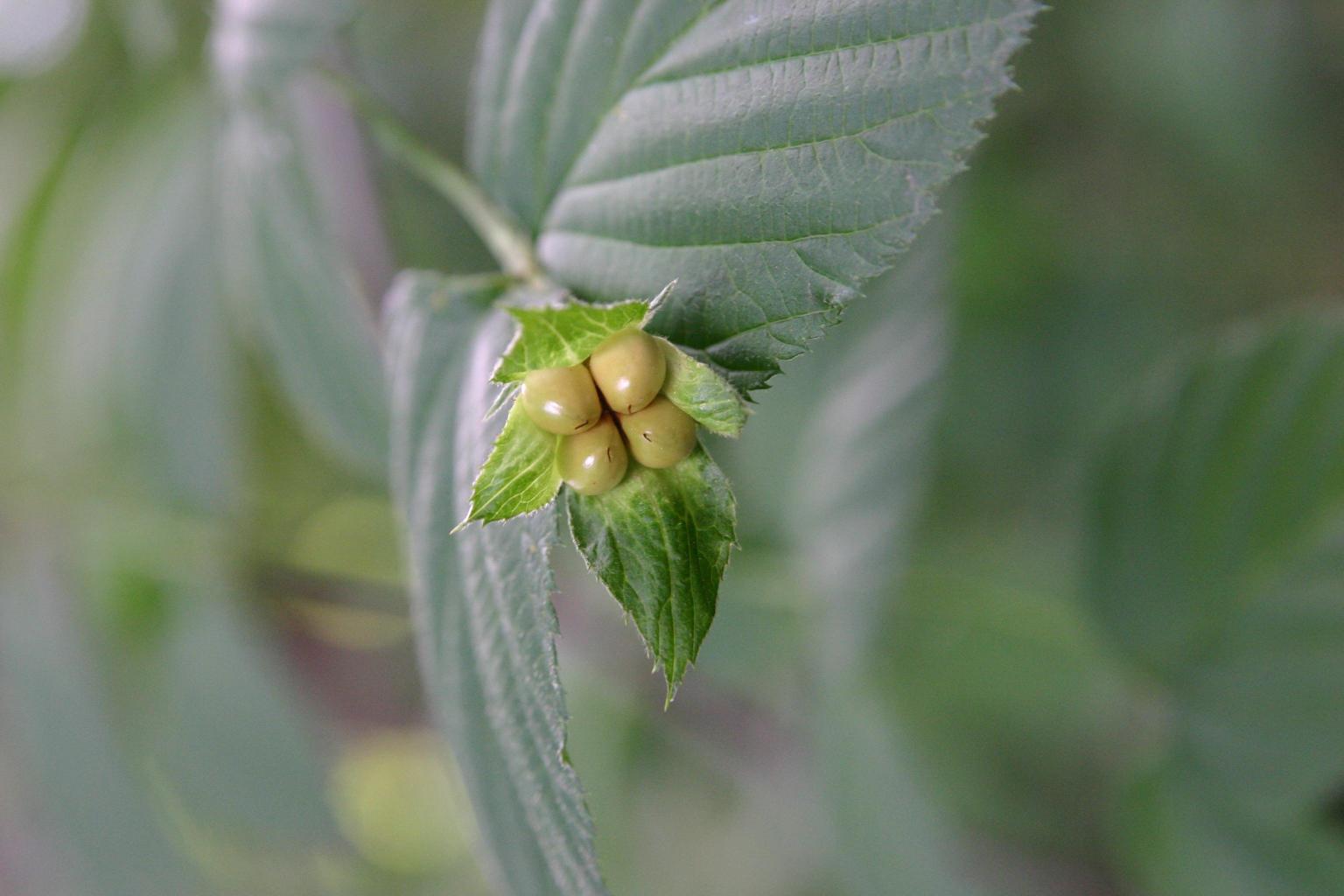 병아리꽃나무 이미지