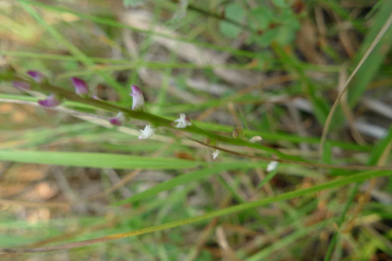 병아리다리 이미지