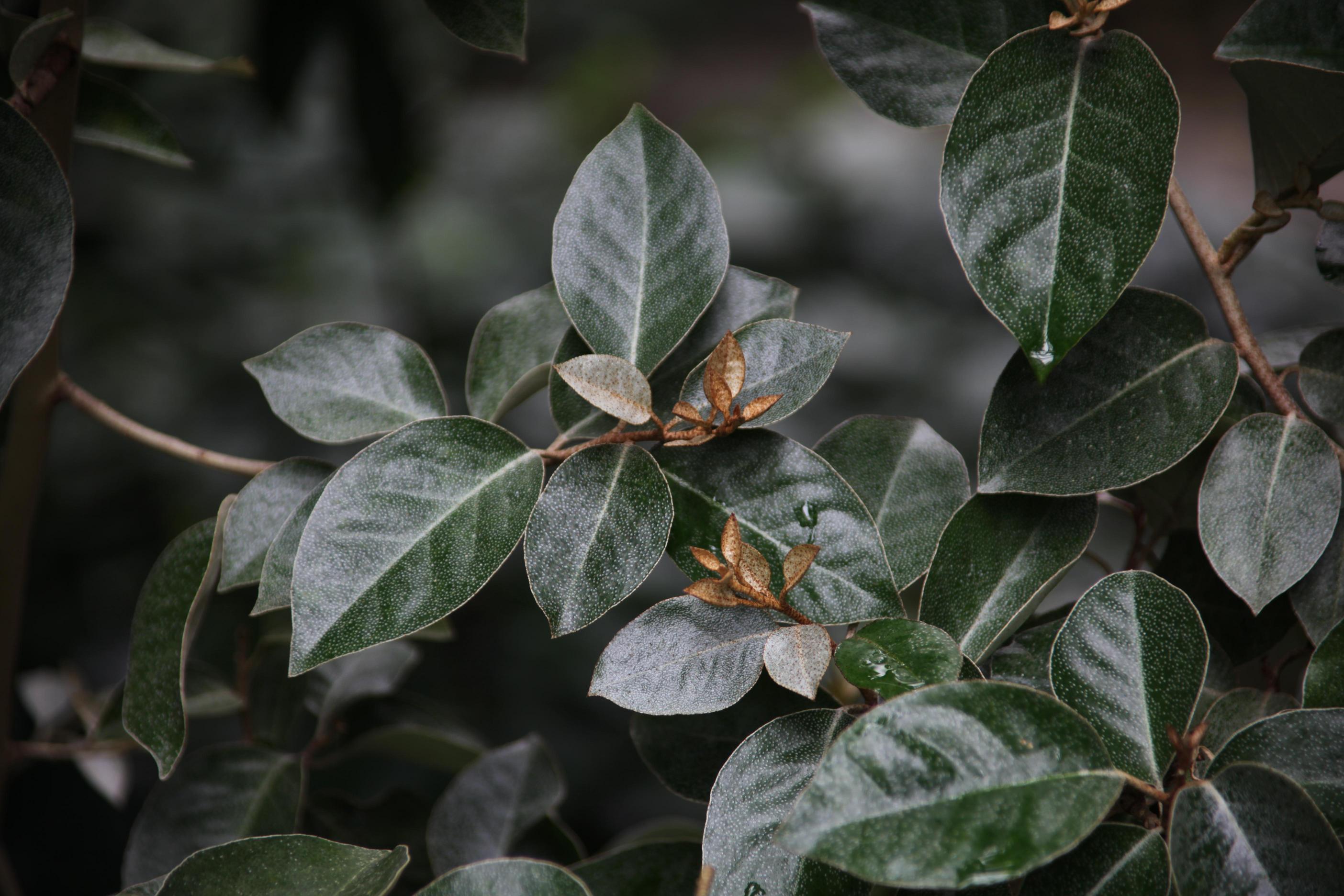 보리장나무 이미지