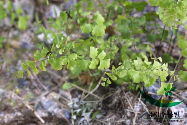 봉작고사리 이미지
