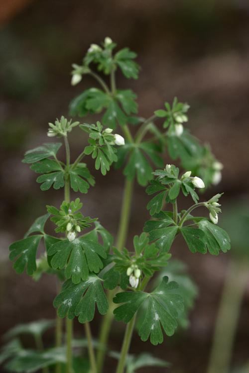 개구리발톱 이미지