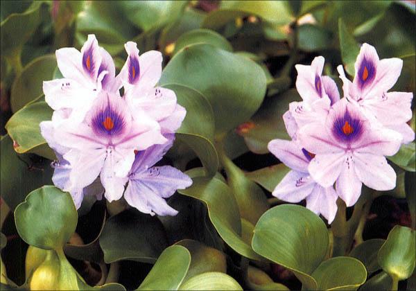 부레옥잠 이미지